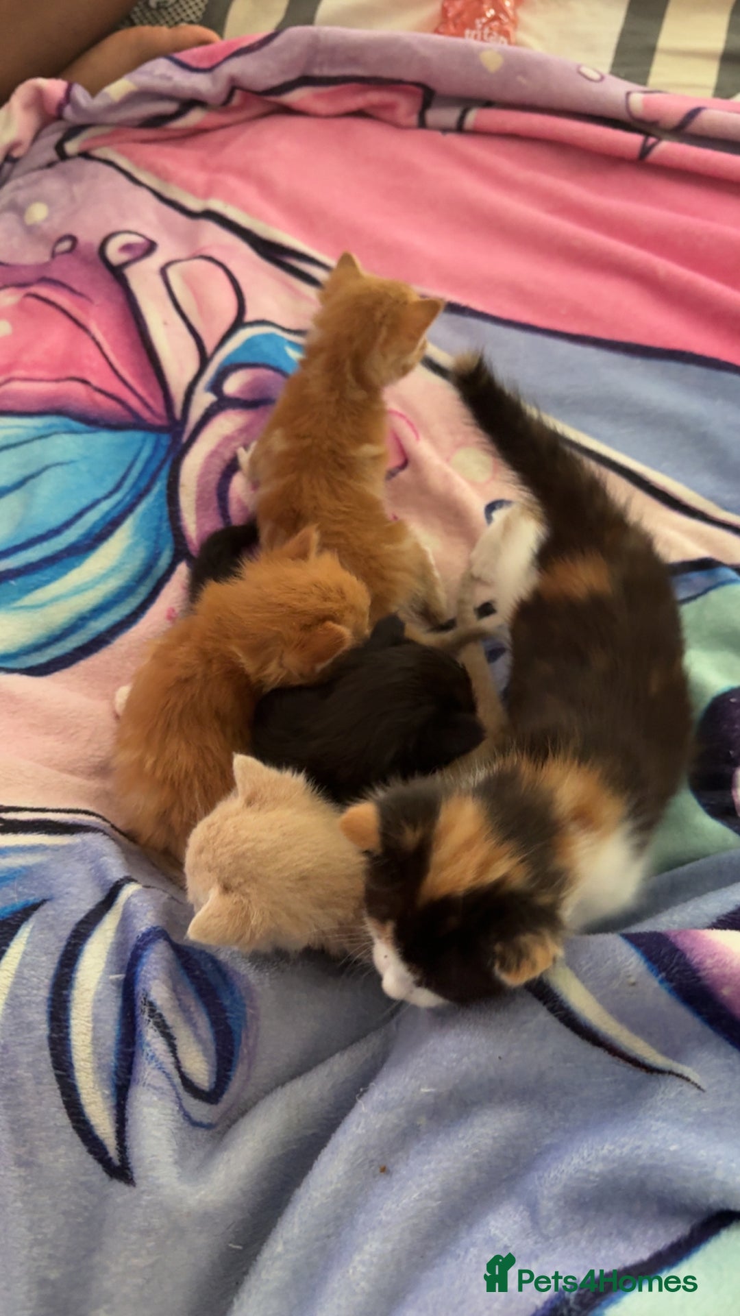 British Shorthair cats for sale: Kittens forsale  - Image 2