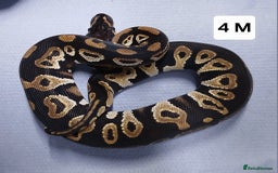 Python Snake reptiles for sale: Royal Python Morph Hatchlings  - Image 8