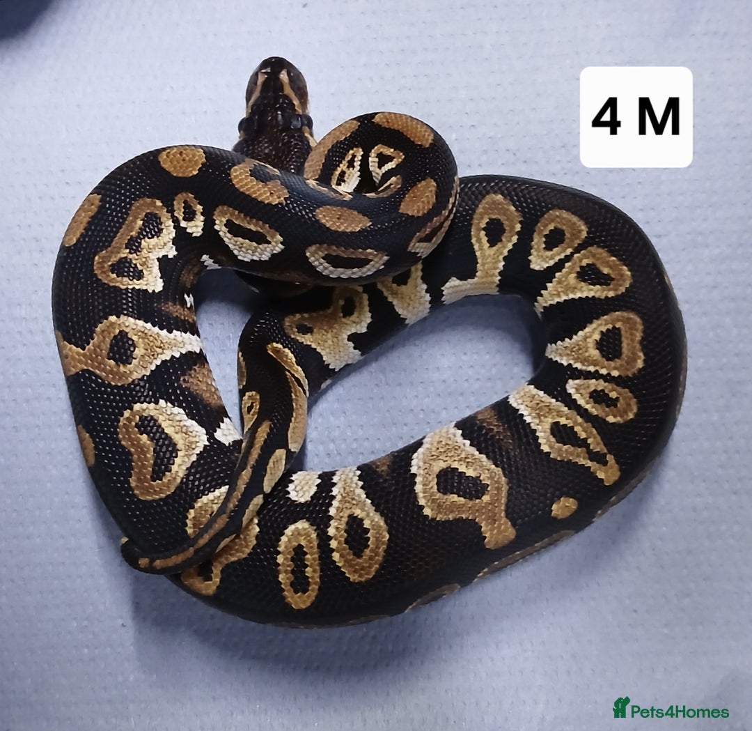 Python Snake reptiles for sale: Royal Python Morph Hatchlings  - Image 8
