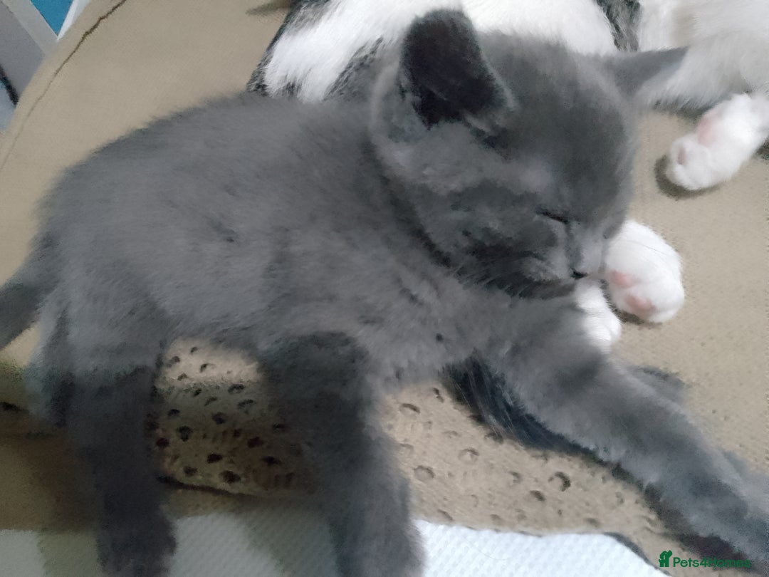 Mixed Breed cats for sale: Beautiful kittens  - Advert 15