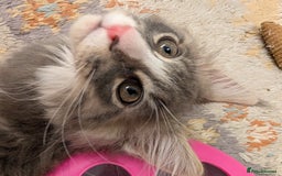 Maine Coon cats for sale: Maine Coon Kittens GCCF - Image 2