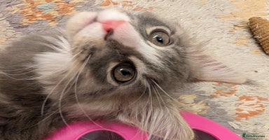 Maine Coon cats - Advert 2