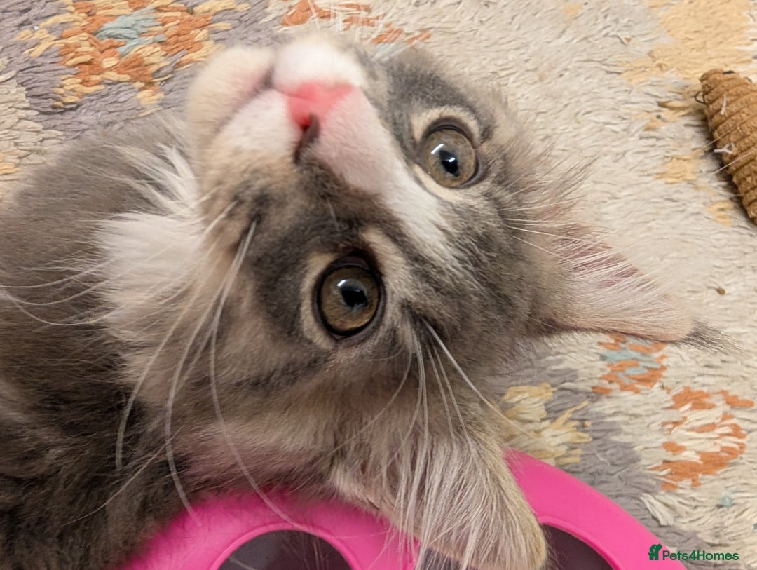 Maine Coon cats for sale: Maine Coon Kittens GCCF - Image 2