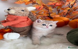 British Shorthair cats for sale: Blue Golden British Shorthair - Image 27