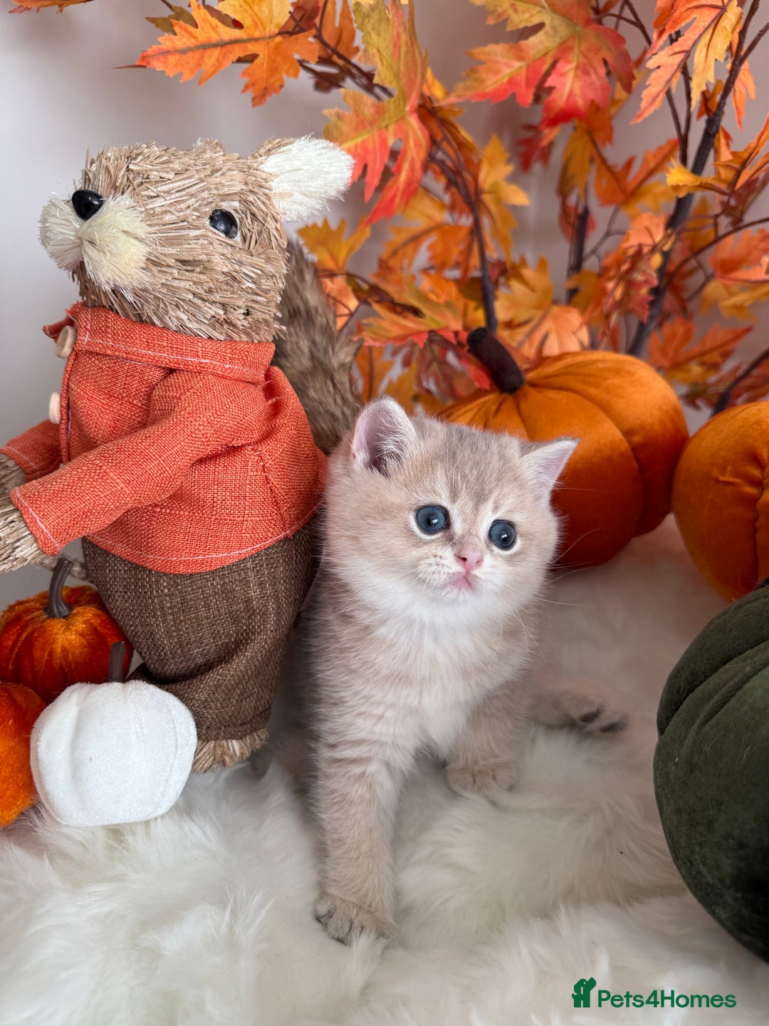 British Shorthair cats for sale: Blue Golden British Shorthair - Image 27