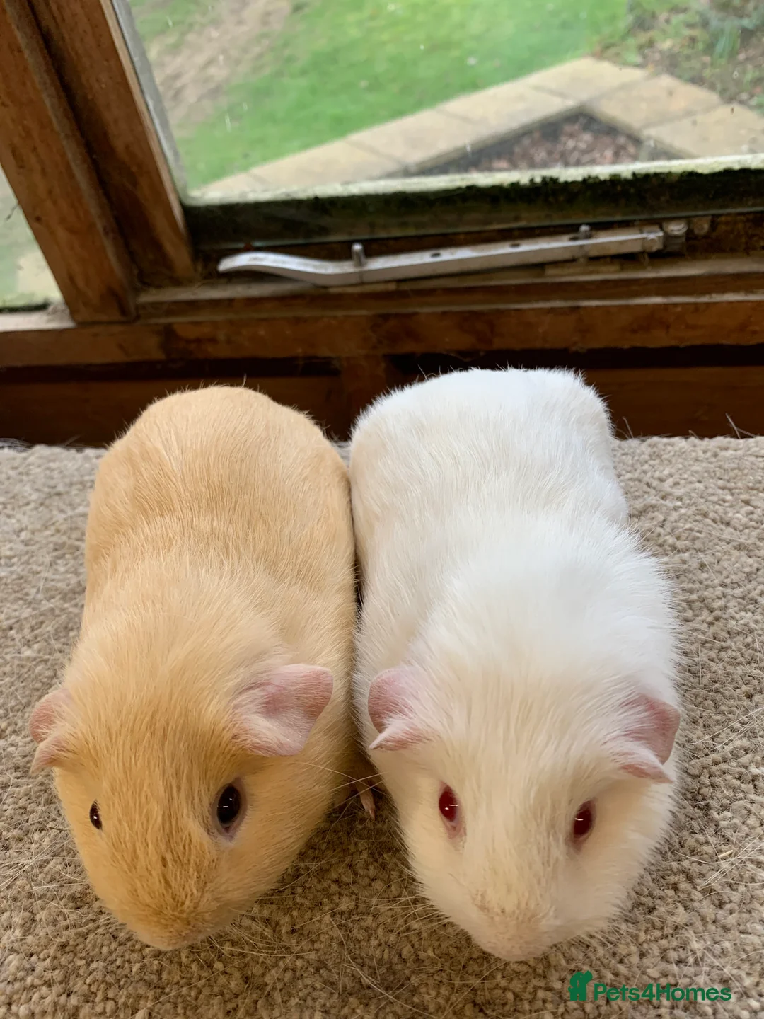 Guinea Pig rodents for sale: Sweet Baby Self Guinea Pig Boars - Advert 3