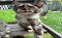 Maine Coon cats for sale: FULL Mainecoon kittens  - Image 4