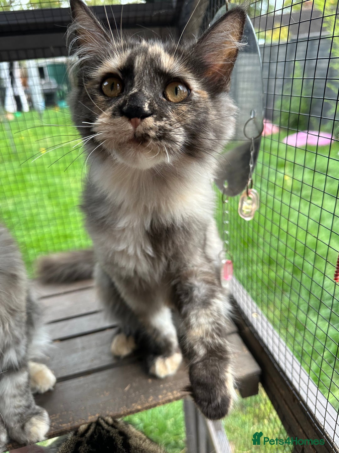 Maine Coon cats for sale: FULL Mainecoon kittens  - Image 4