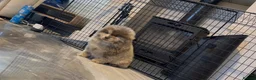 Chow Chow dogs for sale: Chow chows - Advert 5