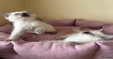 Ragdoll cats - Advert 4
