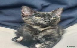 British Longhair cats for sale: kitten - Image 3