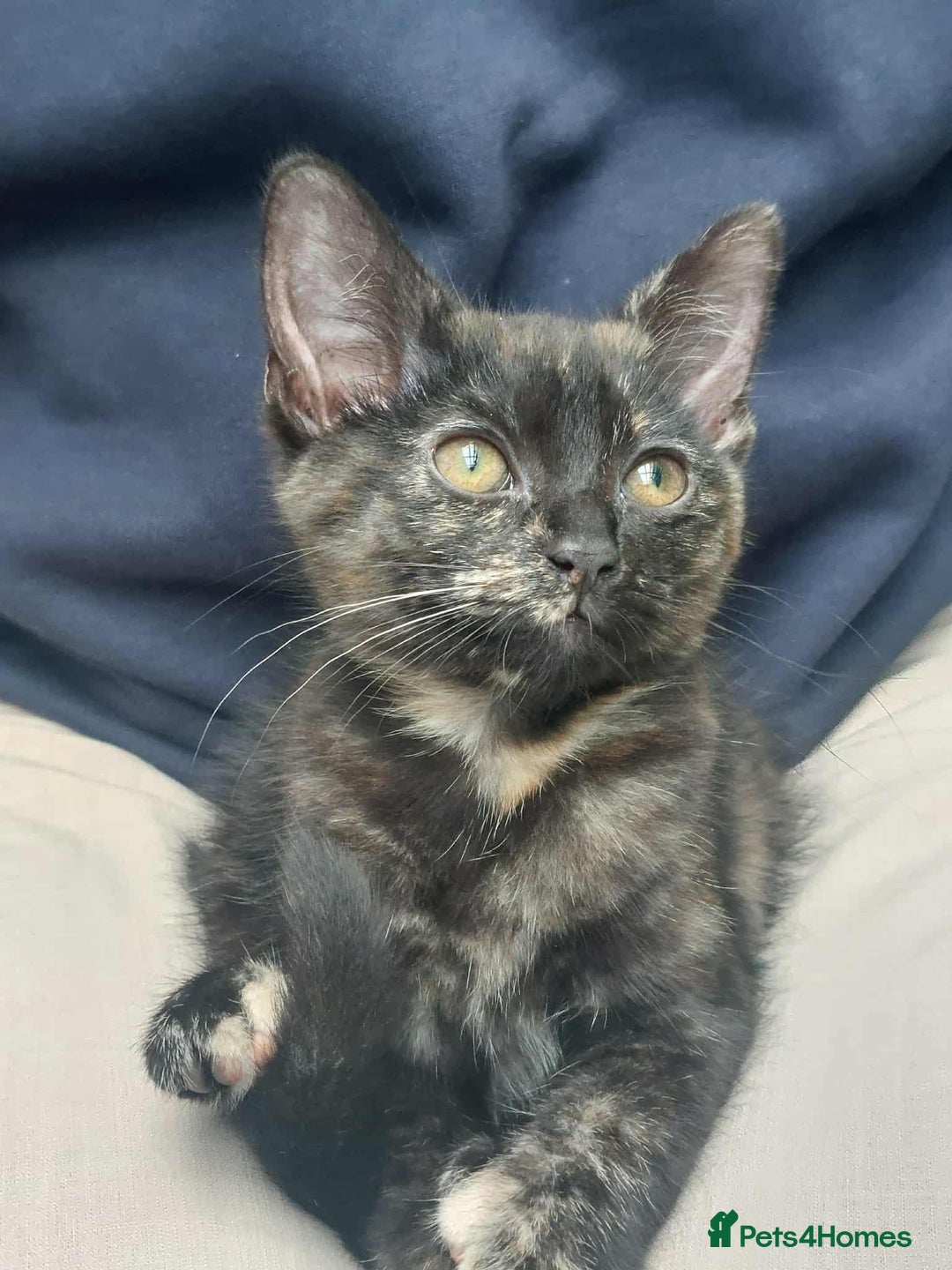 British Longhair cats for sale: kitten - Image 3