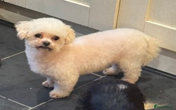 Maltipoo dogs for sale: Female Maltipoo  - Image 1