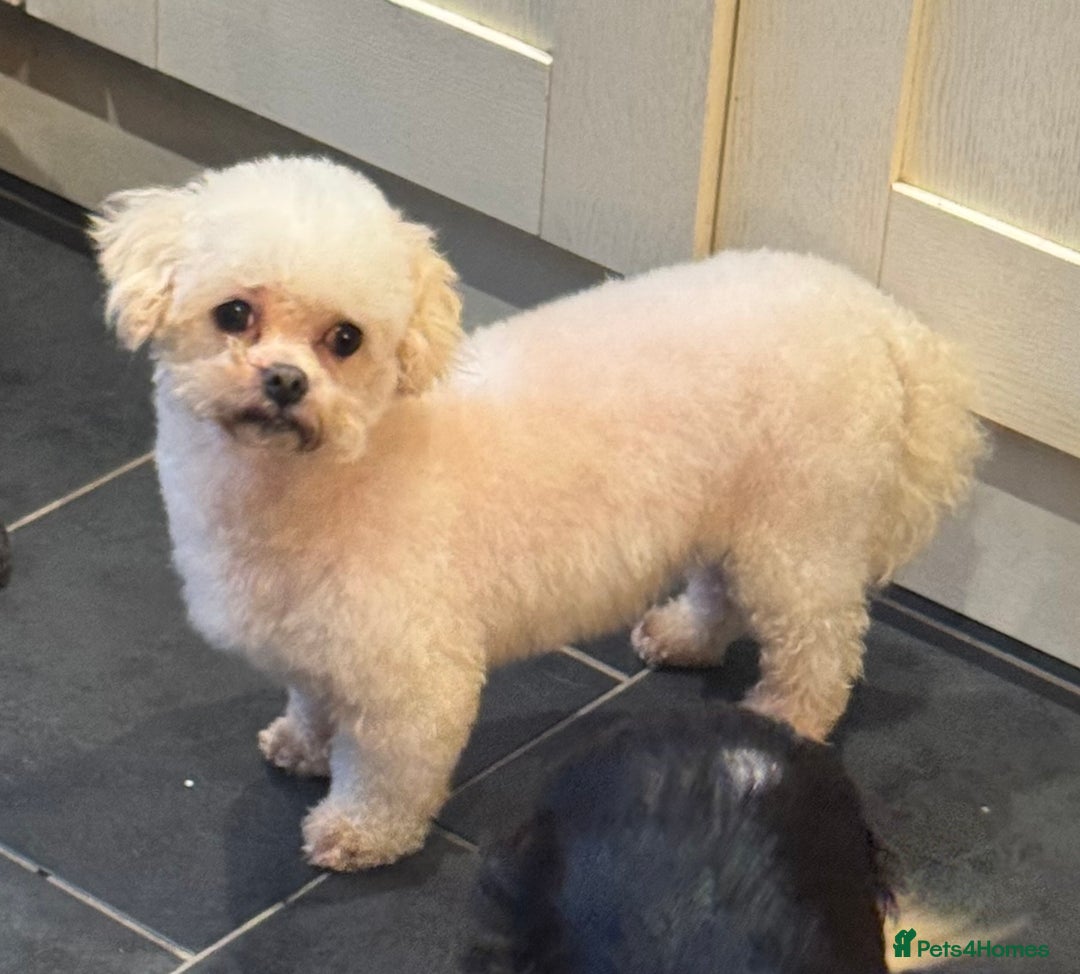 Maltipoo dogs for sale: Female Maltipoo  - Image 1