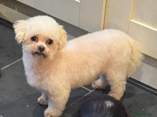 Maltipoo dogs - Advert 1