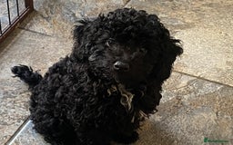 Cockapoo dogs for sale: Gorgeous F2 Cockapoos - Image 15