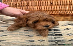 Cockapoo dogs for sale: ❤️ Tiny Deep Red Miniature F1b Cockapoo Pup's  - Image 21