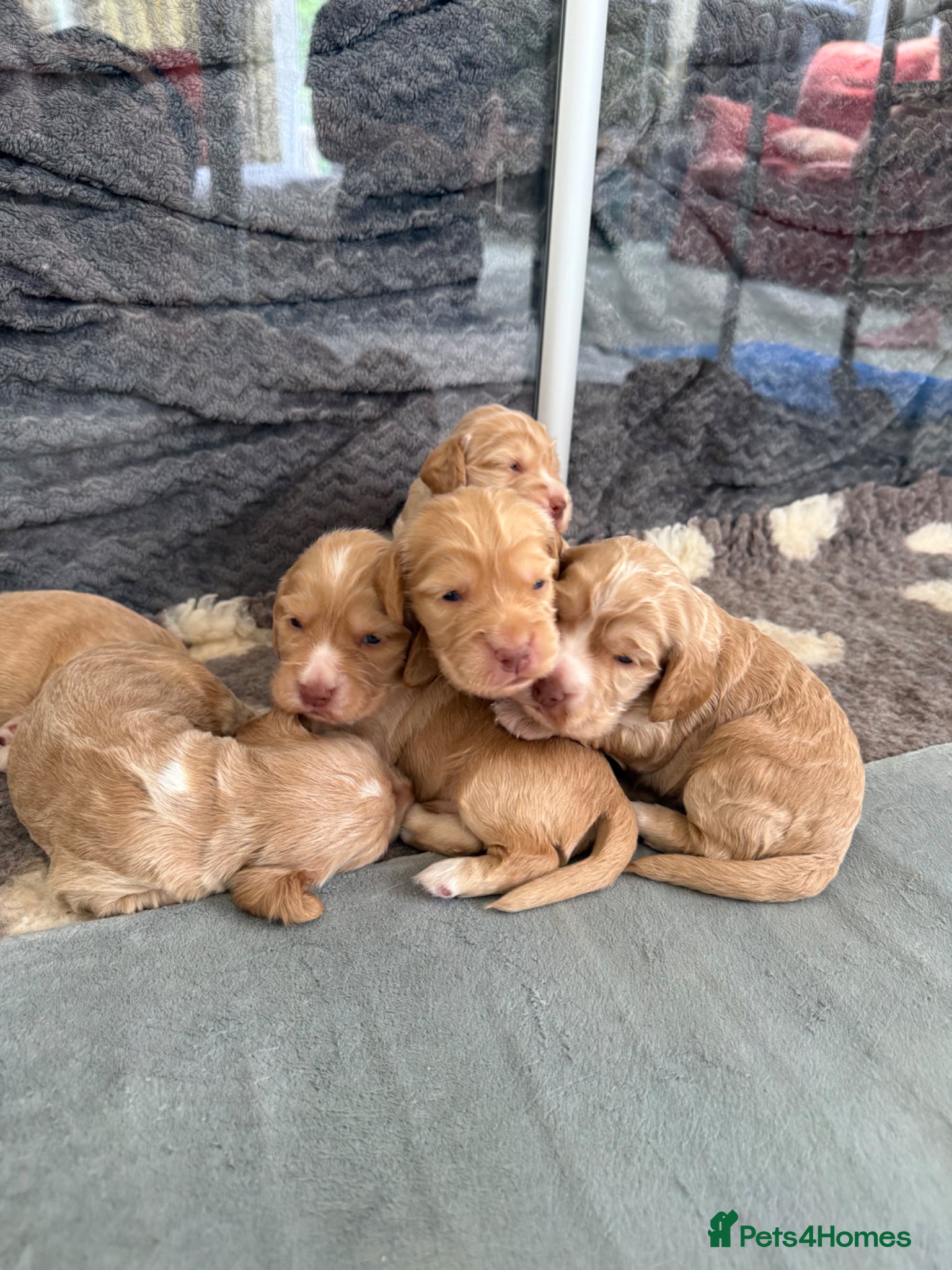 Cocker Spaniel dogs Beautiful Show Cocker Spaniel Pups  - Advert 2