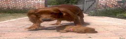 Cocker Spaniel dogs for sale: Red Working Cocker Spaniels - Advert 36