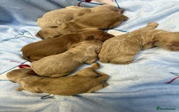 Cockapoo dogs for sale: Stunning red/apricot f1 cockapoos - Image 1