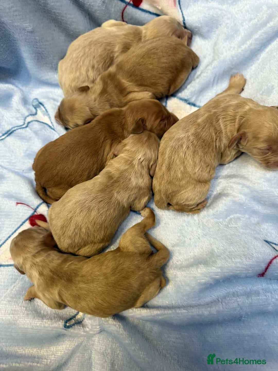 Cockapoo dogs for sale: Stunning red/apricot f1 cockapoos - Image 1