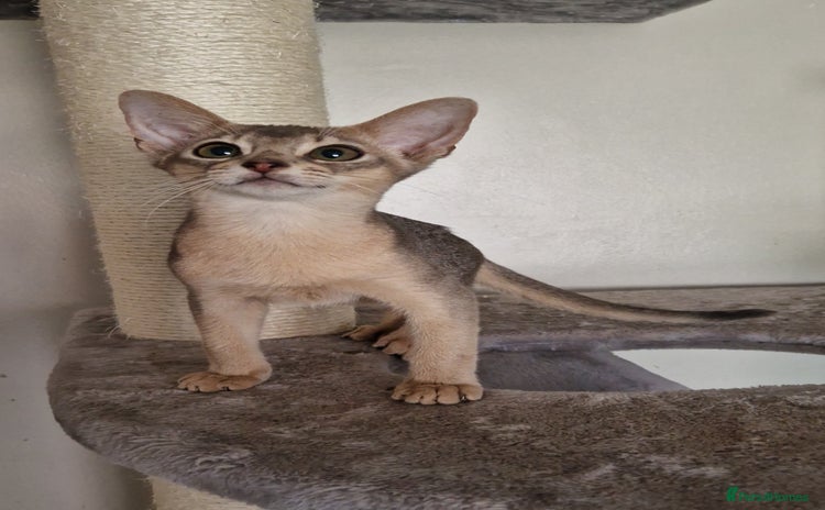 Abyssinian cats - Advert 6
