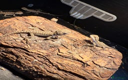 Bearded Dragon reptiles for sale: Bearded Dragon Babies - Image 2