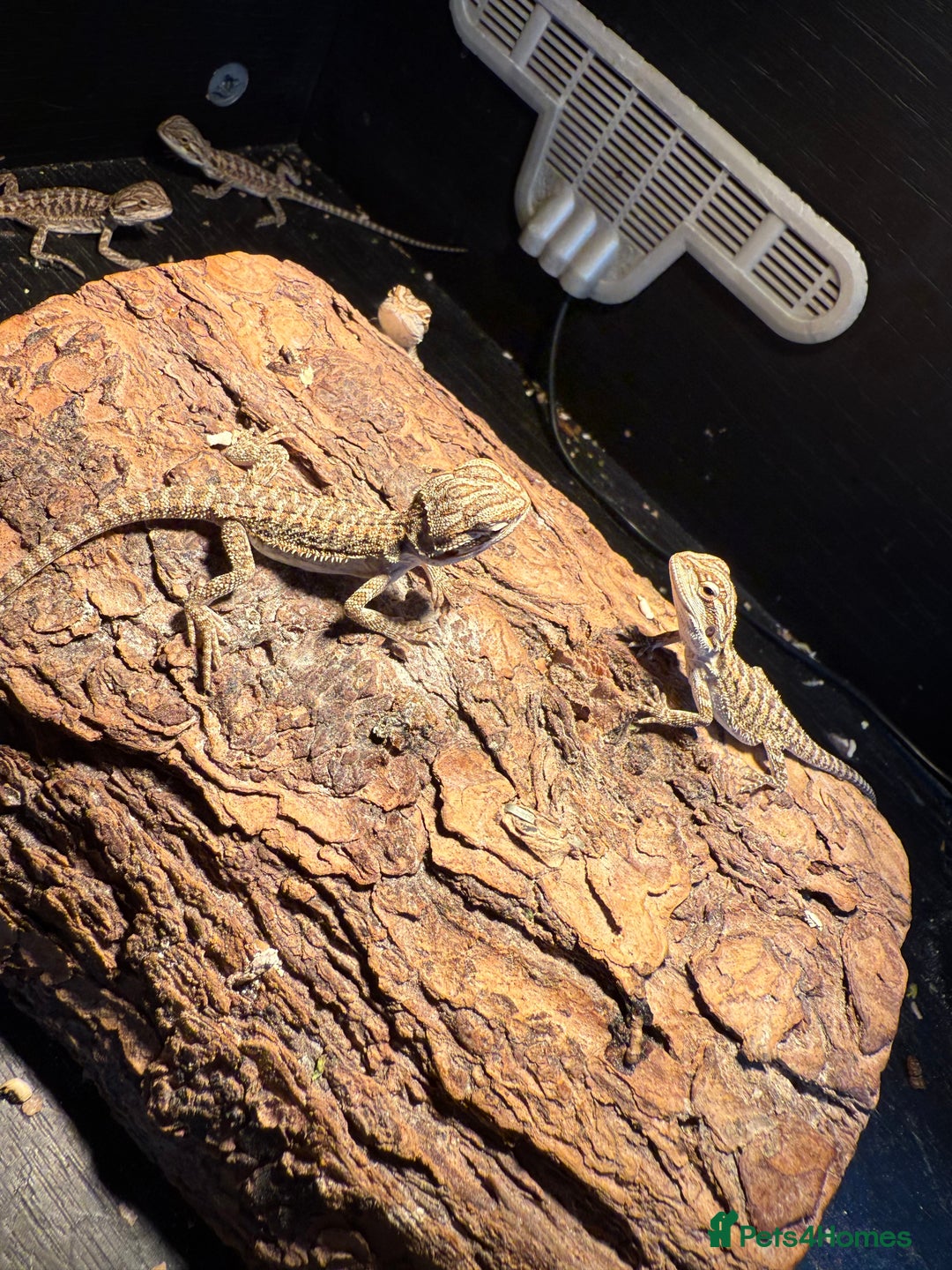 Bearded Dragon reptiles for sale: Bearded Dragon Babies - Image 2