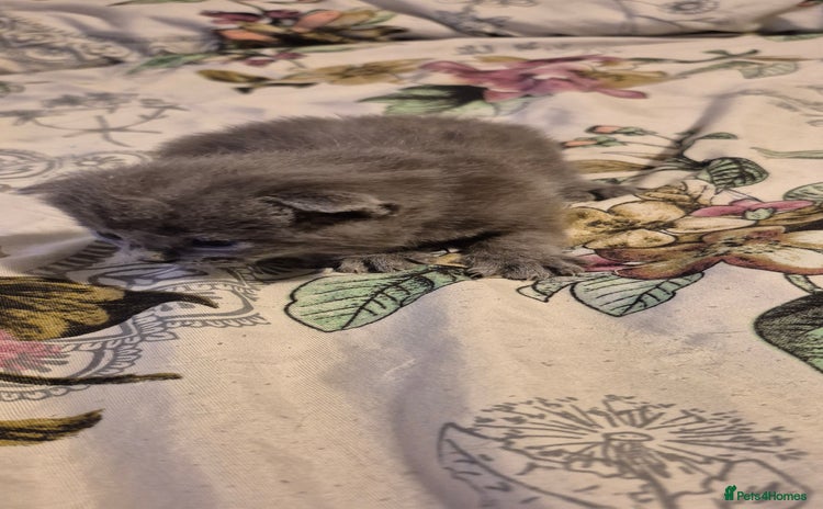 Scottish Fold cats in West Bromwich - Advert 4