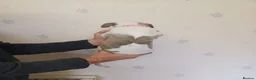 Whippet dogs for sale: KC Registered Puppies - Advert 13