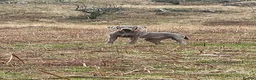 Weimaraner dogs for sale: Our beautiful boy Bodhi  - Advert 9