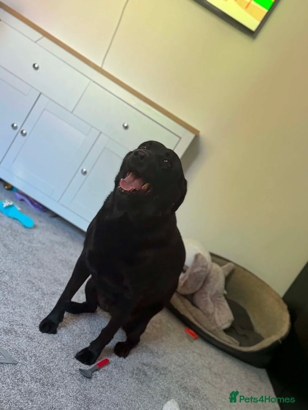 Labrador Retriever dogs for sale: Ruby Labrador  in Middlesbrough - Advert 3