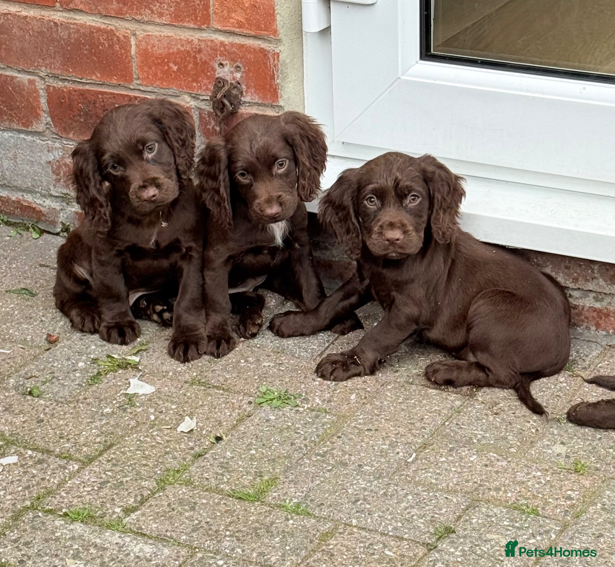 Cocker Spaniel dogs Cocker spaniel puppies  - Advert 14