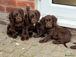 Cocker Spaniel dogs Cocker spaniel puppies - Advert 14