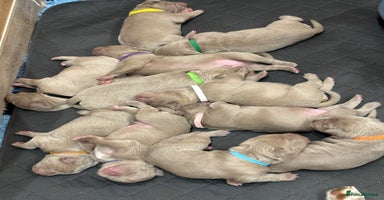 Mastiff dogs Neapolitan x Cane Corso Mix - Advert 9