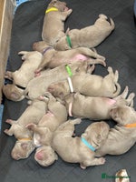 Mastiff dogs Neapolitan x Cane Corso Mix - Advert 2