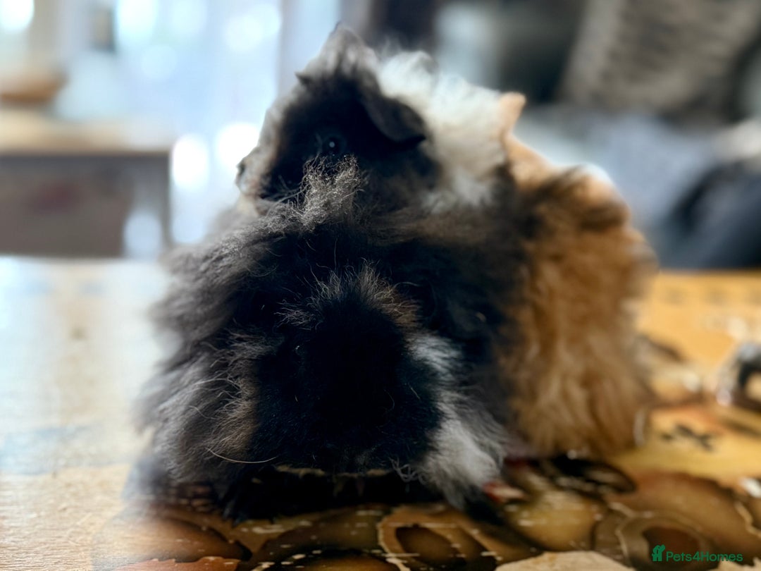 Guinea Pig rodents for sale: Pair of boys and pair of girls  - Image 5