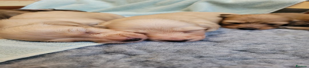 Cream puppy 1