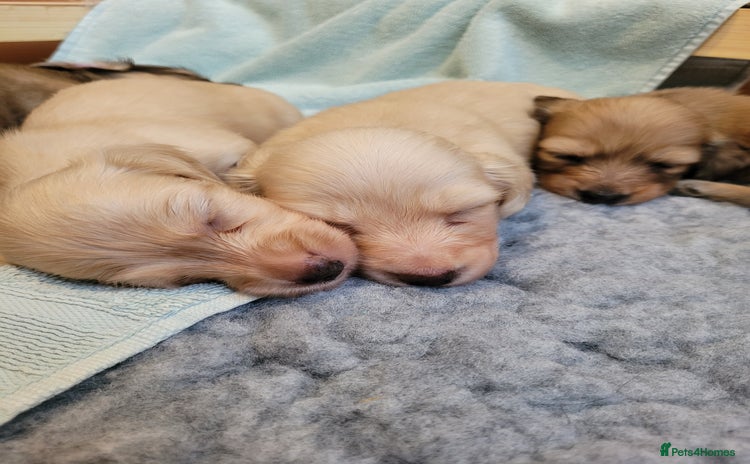 Miniature Dachshund dogs - Advert 5