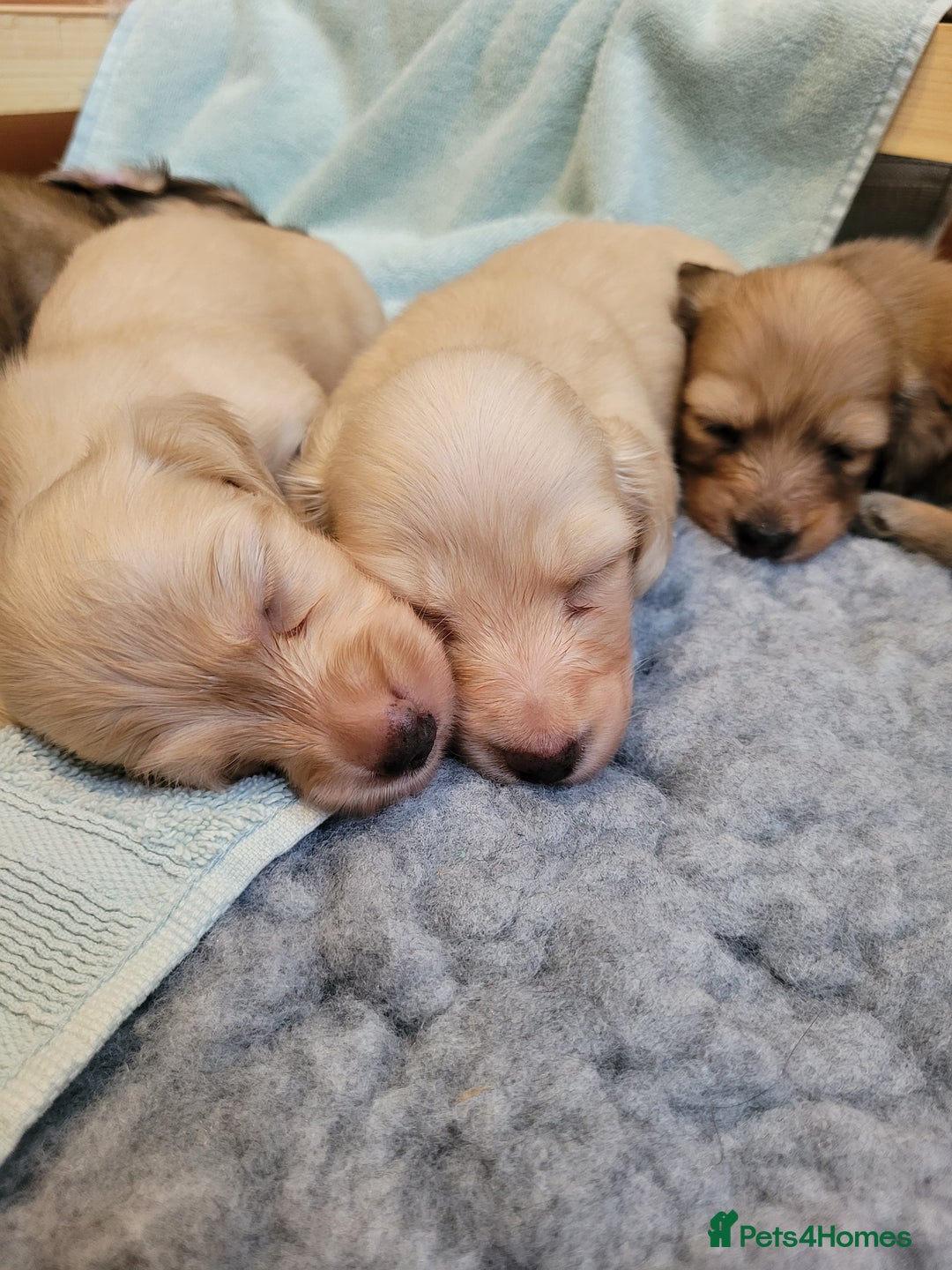Miniature Dachshund dogs for sale: Beautiful cream KC mini long haired dachshunds  - Image 1
