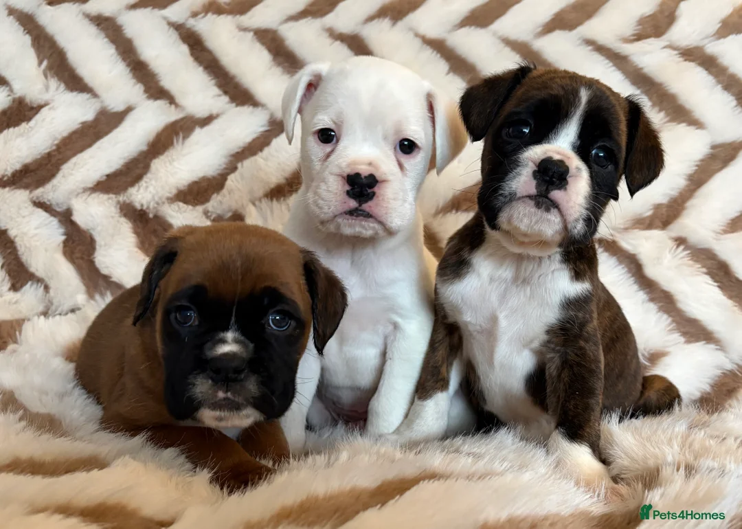 Boxer dogs for sale: Exceptional KC Health Tested Boxers - Advert 1