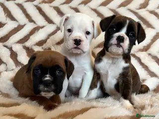 Boxer dogs Exceptional KC Health Tested Boxers - Advert 5