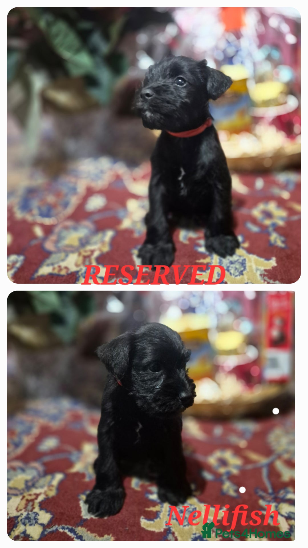 Miniature Schnauzer dogs for sale: 🩷🩷🩷🩵🩵Miniature schnauzers 1st Vac✓BVA✓KC reg✓ - Advert 11