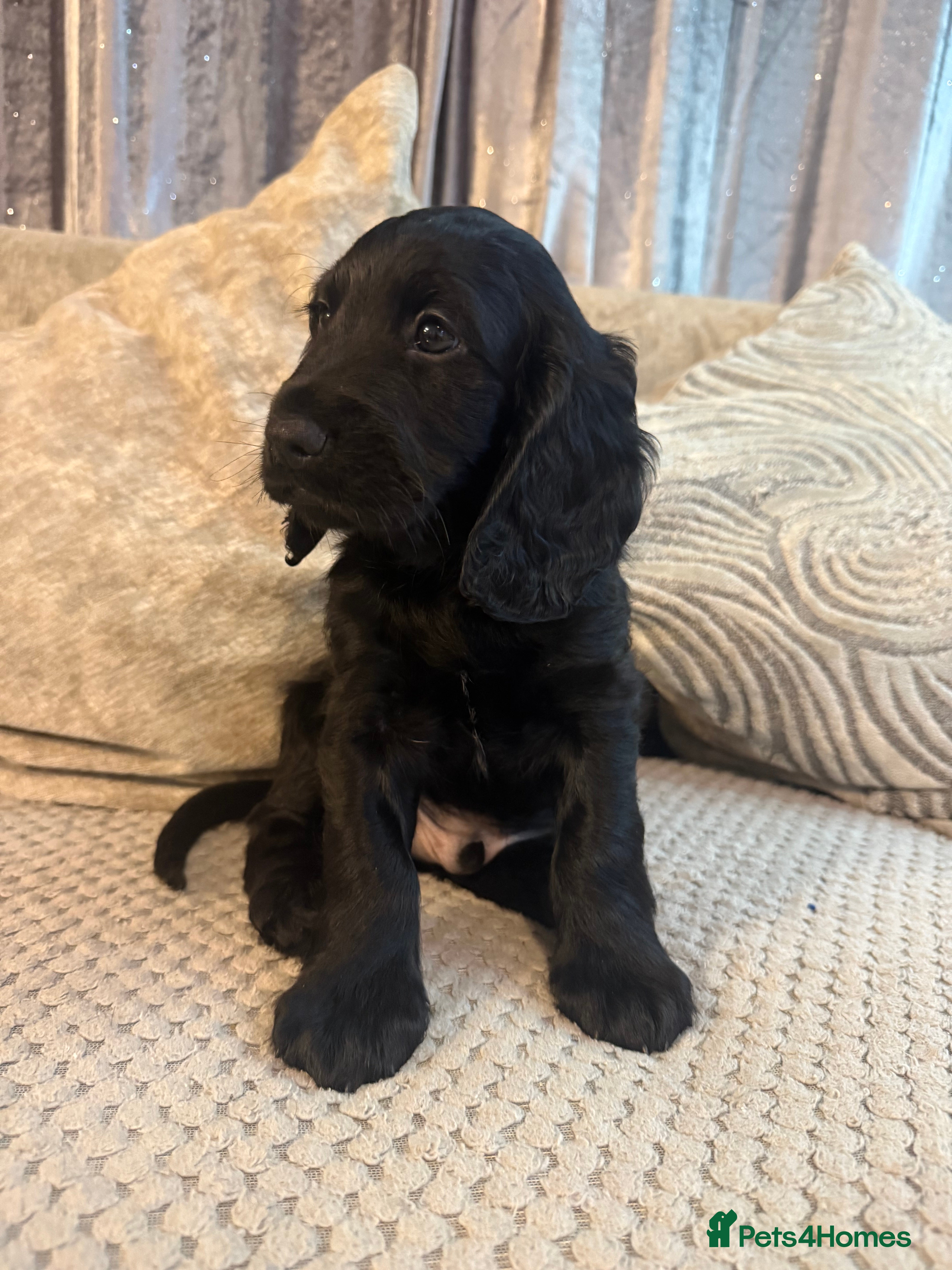 Cocker Spaniel dogs Cocker spaniel (working) - Advert 17