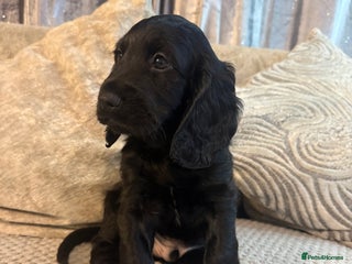 Cocker Spaniel dogs Cocker spaniel (working) - Advert 17