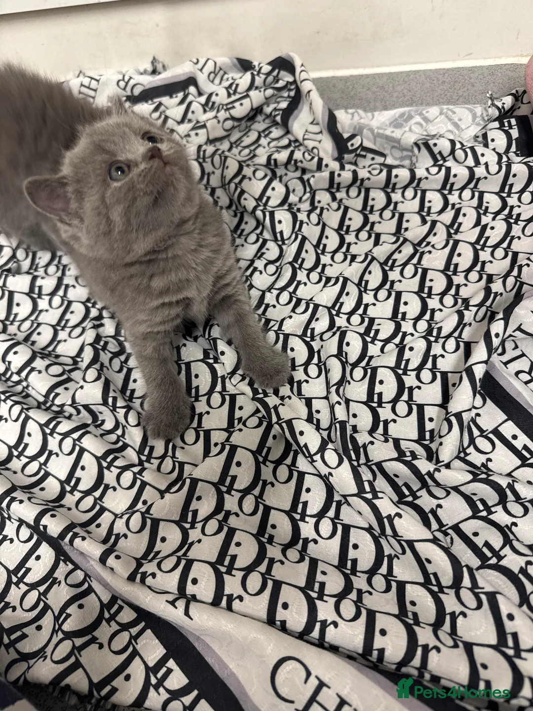British Shorthair cats for sale: British Shorthair Kittens Available - Advert 2