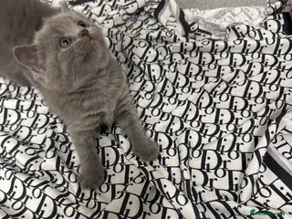 British Shorthair cats British Shorthair Kittens Available - Advert 1