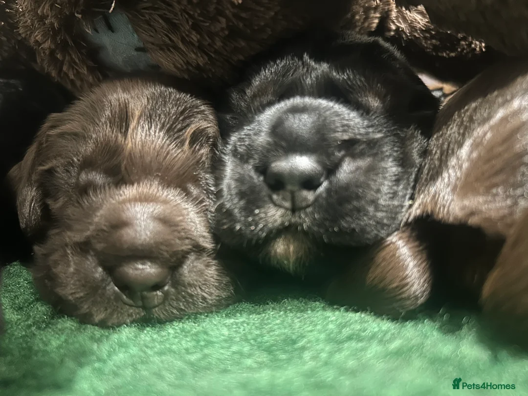 Cocker Spaniel dogs for sale: KC Registered working Cocker Spaniel Puppies in Halstead - Advert 14