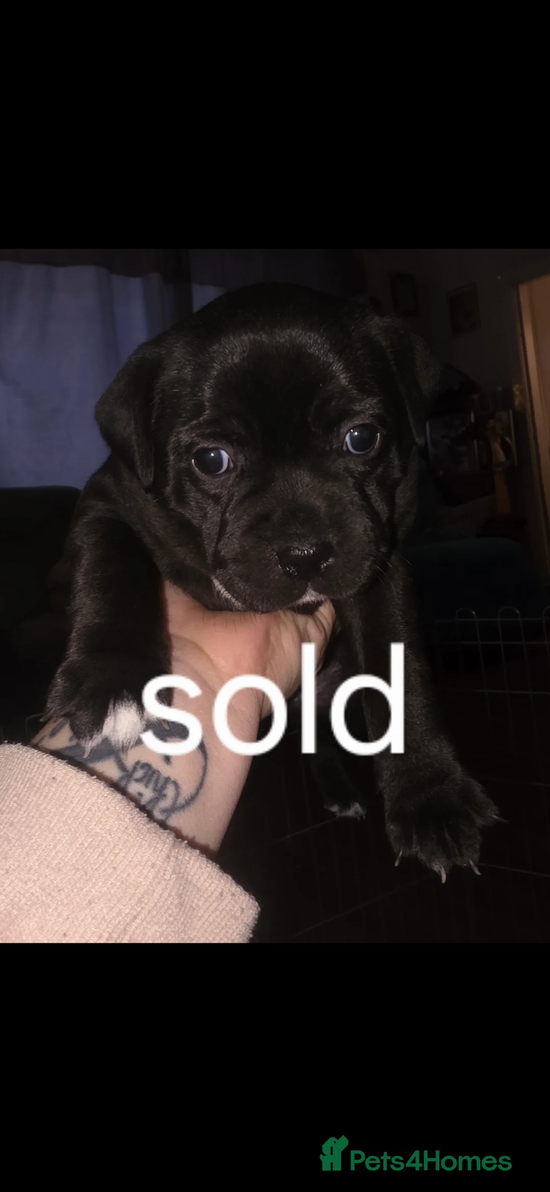 Staffordshire Bull Terrier dogs for sale: Stunning KC staffordshire bull terrier puppies  - Advert 14