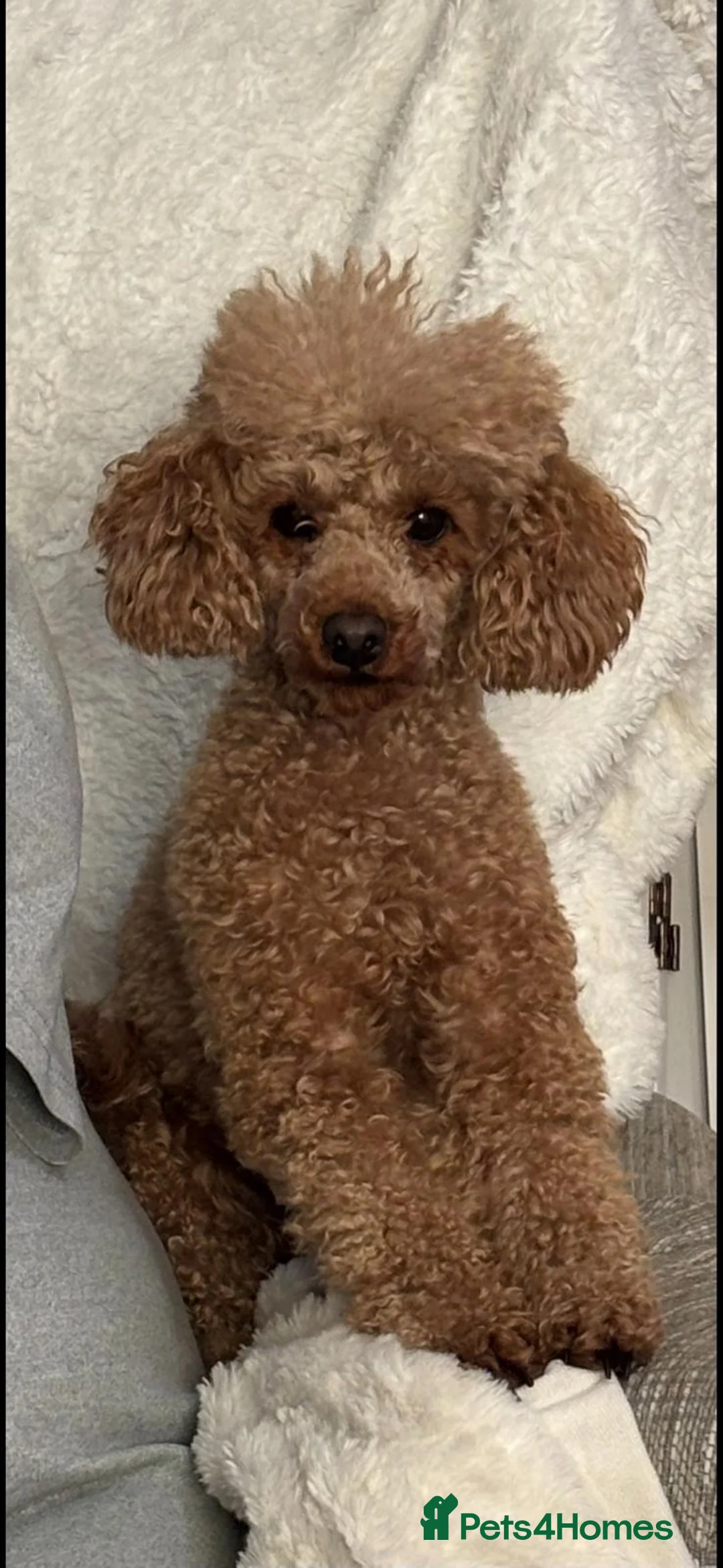 Mixed Breed dogs for sale: Poodle - Advert 2